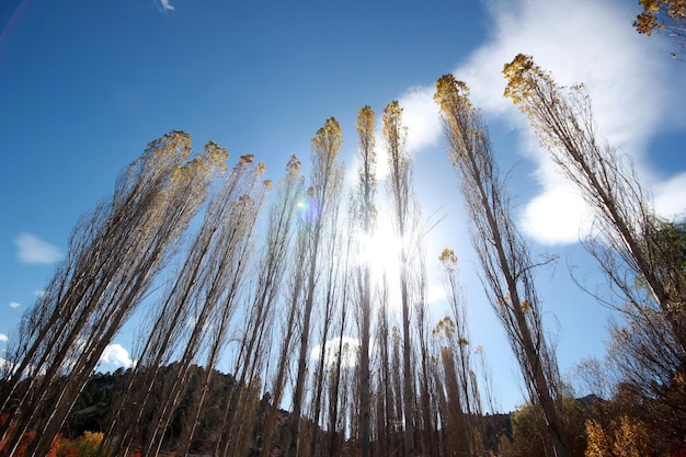 Poplar Tree