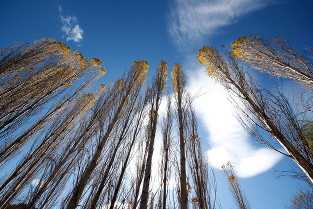 Poplar Tree