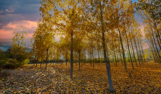 Poplar trees and autumn colors