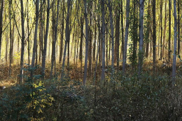 Poplar trees in autumn Tree background