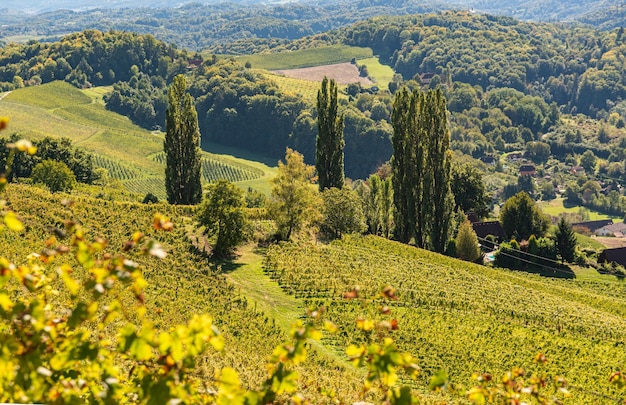 Poplar trees on grapevine field in Styria Austria