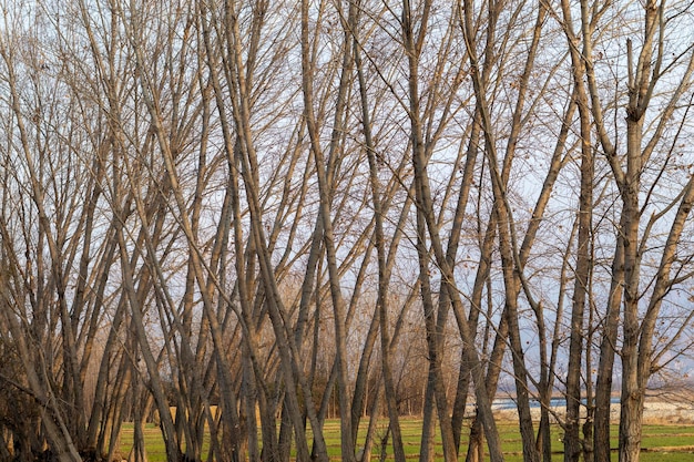 Poplar trees with no leaves in autumn season in december