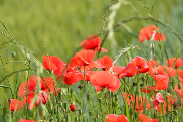 Poppen die op het veld groeien