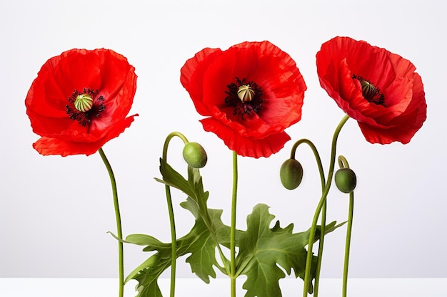 Фото poppies bouquet over white background