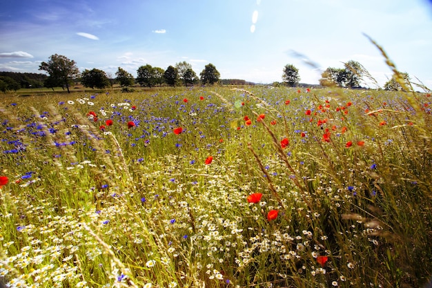 Poppies and cornflowers