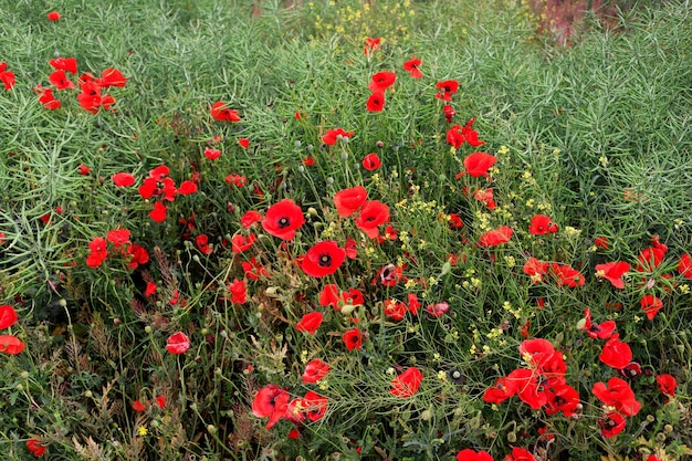 Poppies daisies and wild herbs in the meadow Shallow depth of field