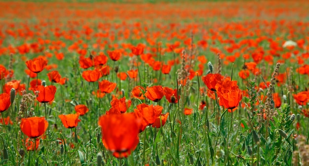 Poppies field. A beautiful field of blooming poppies. Nature