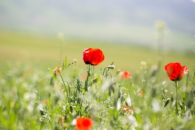 Poppies field A beautiful field of blooming poppies