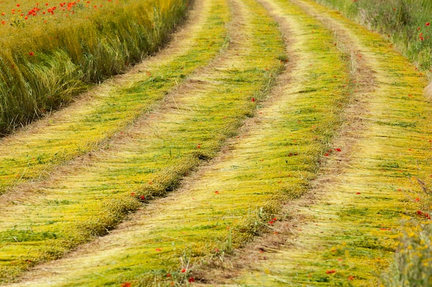 Foto papaveri in un campo di lino