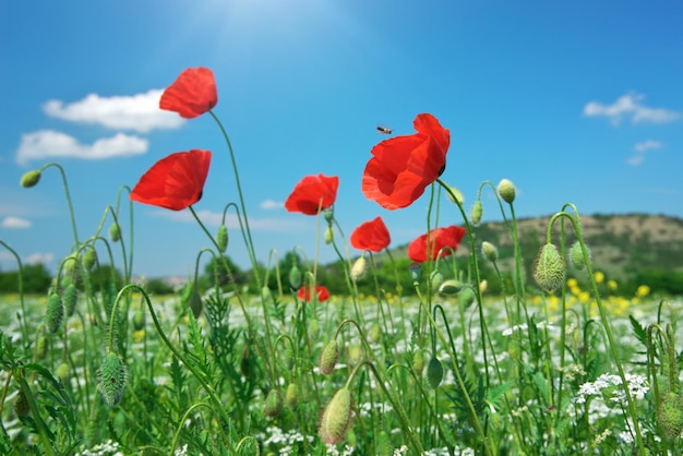 In poppies field In poppies field