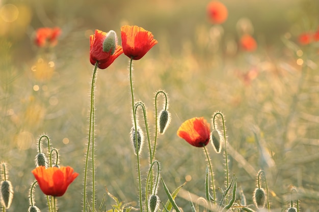 Photo poppies in the field at sunrise