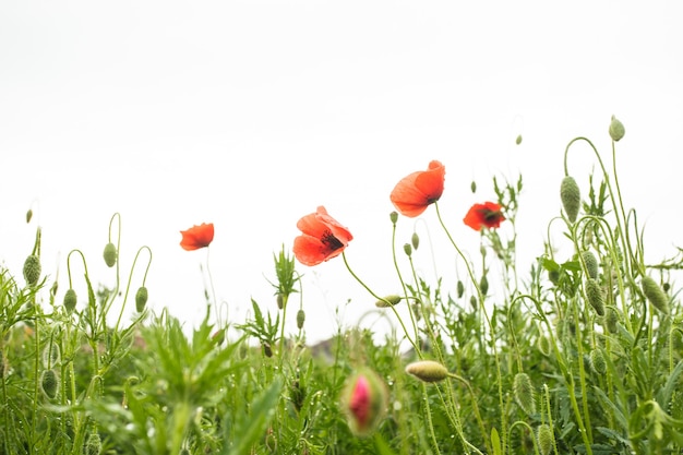 Poppies field view