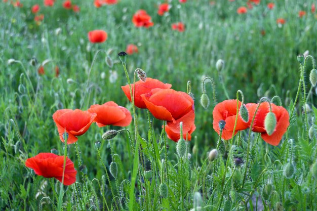 Poppies field with red flowers