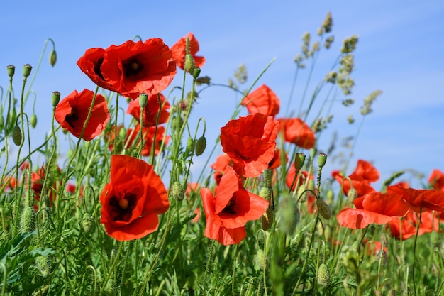 poppies field with red flowers