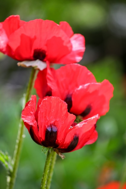 Poppies in the field