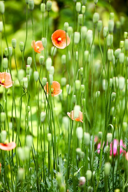 Poppies in the field