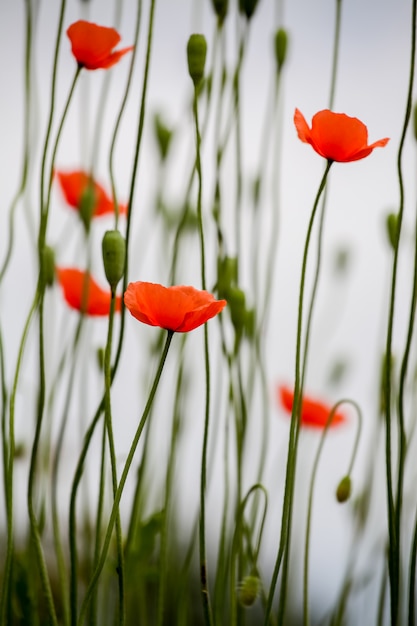 Poppies in the field