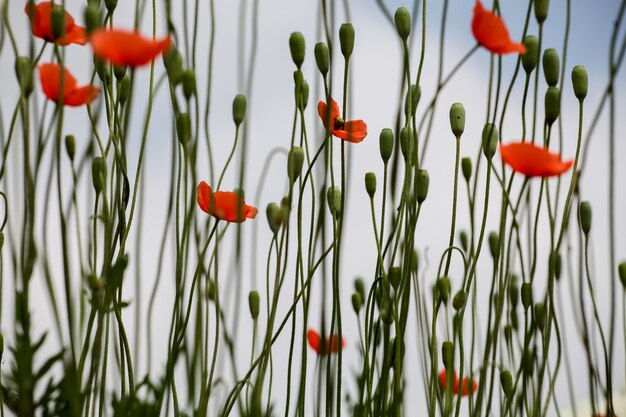 Poppies in the field