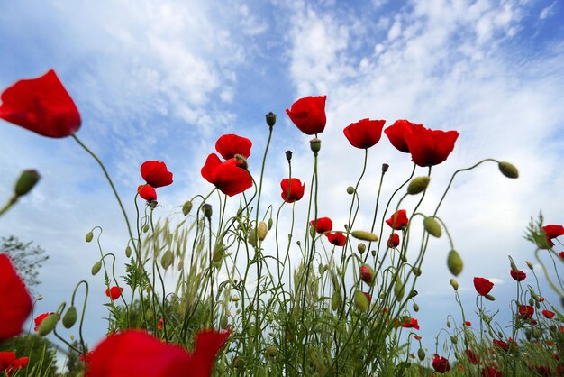 Poppies field