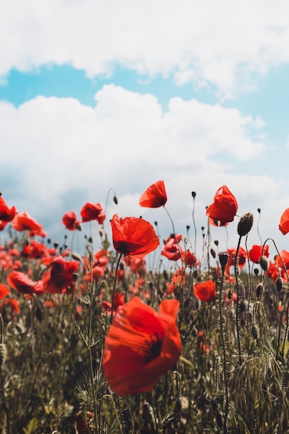 The poppies field