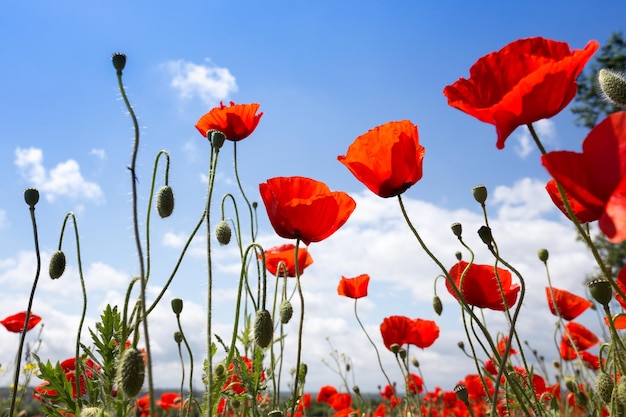 The poppies field