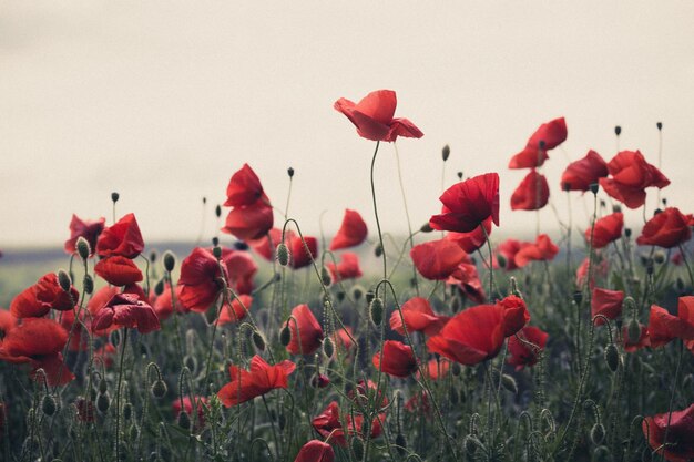 The poppies field