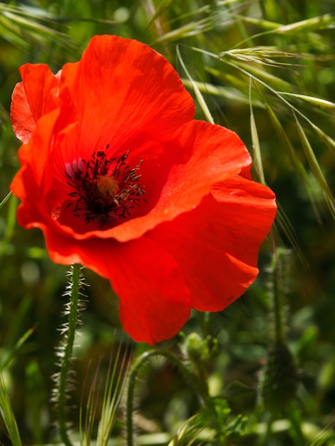 Poppies flowering in Ronda Spain