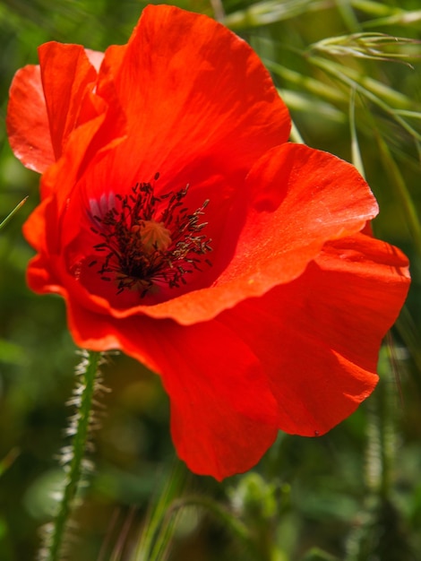 Poppies flowering in Ronda Spain