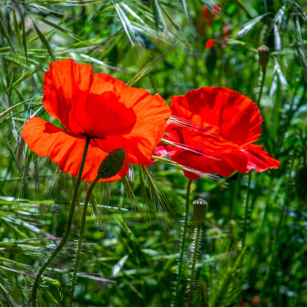 Poppies Flowering in Ronda