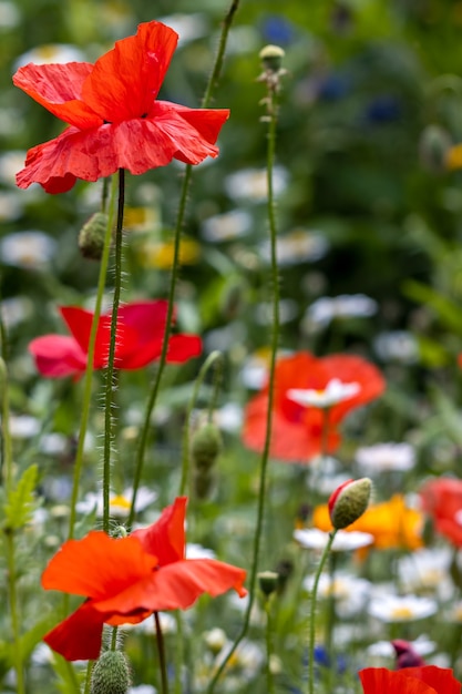 Poppies flowering in a strip of wildflowers in East Grinstead