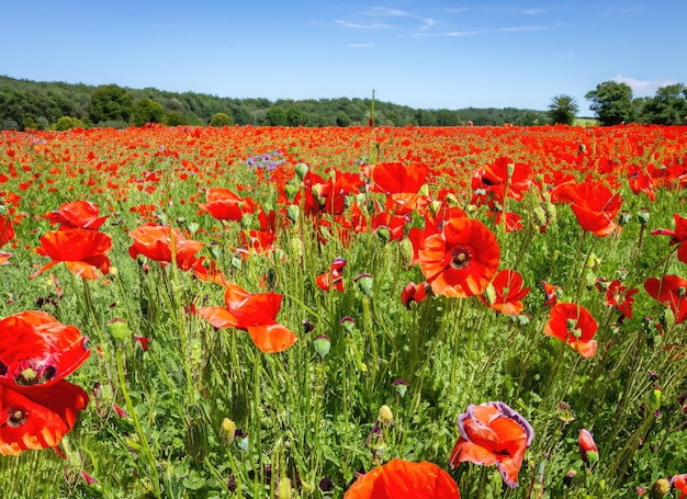 Photo a poppies flowers fields landscape