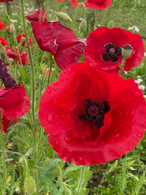 Poppies flowers