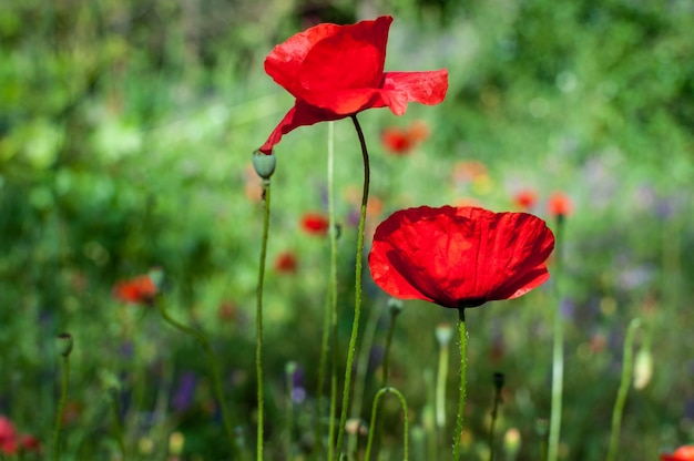 Photo poppies in a garden