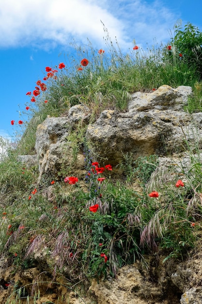 Val d' Orcia Tuscany에서 자라는 양귀비