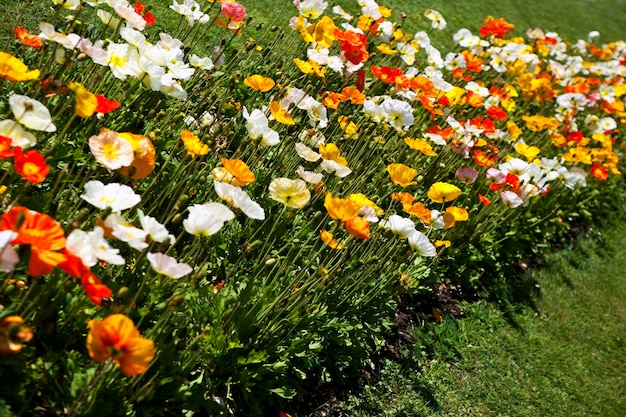 Poppies on a meadow