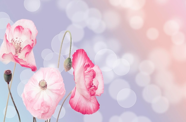 Poppies on pink and blue background