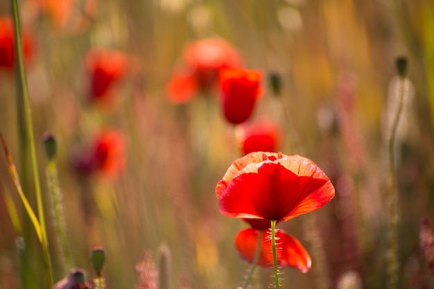 Poppies Poppy red flowers in Menorca spring fields