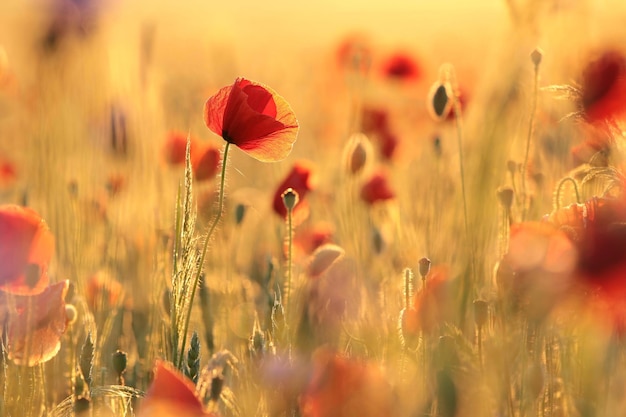 Foto papaveri in un campo di colza in una mattina di primavera