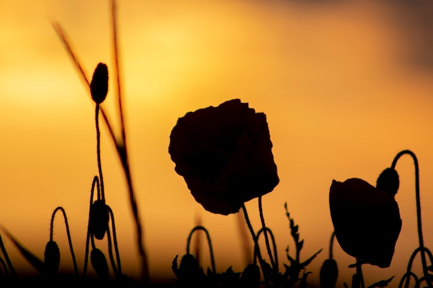 Poppies at sunset