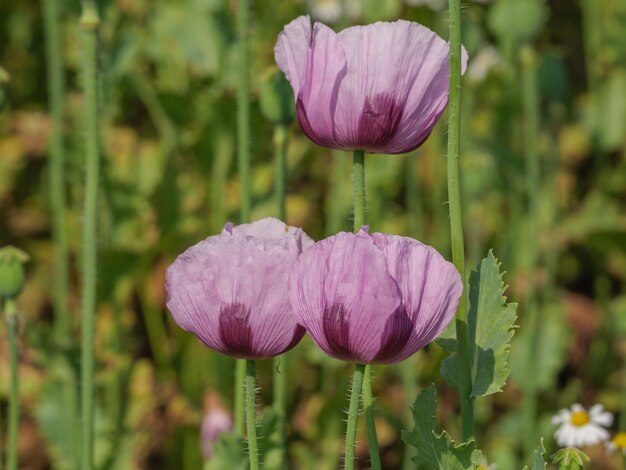 Photo poppies in westphalia