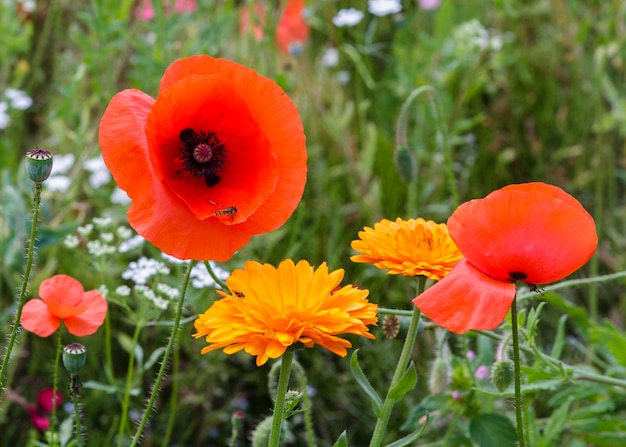 Poppies