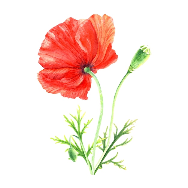 Poppy bloem aquarel illustratie geïsoleerd op wit