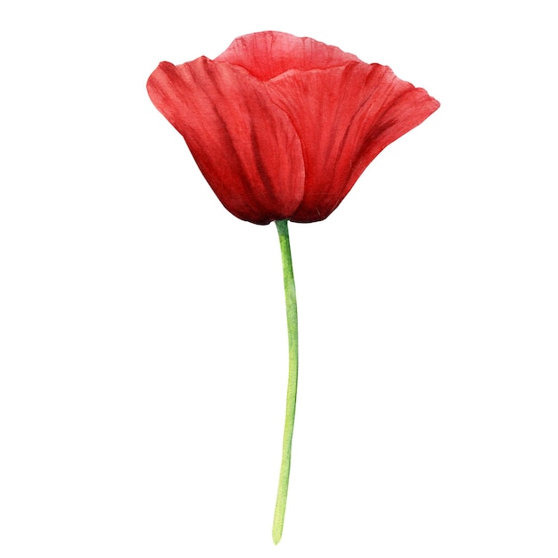 Poppy bloem aquarel illustratie geïsoleerd op wit