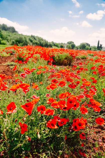 Poppy bloem in veld close-up