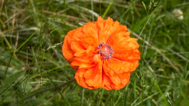 Poppy bloem klaproos bovenaanzicht