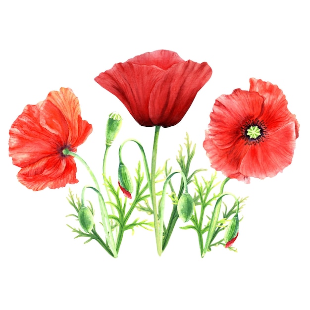 Poppy bloem samenstelling aquarel illustratie geïsoleerd op een witte achtergrond