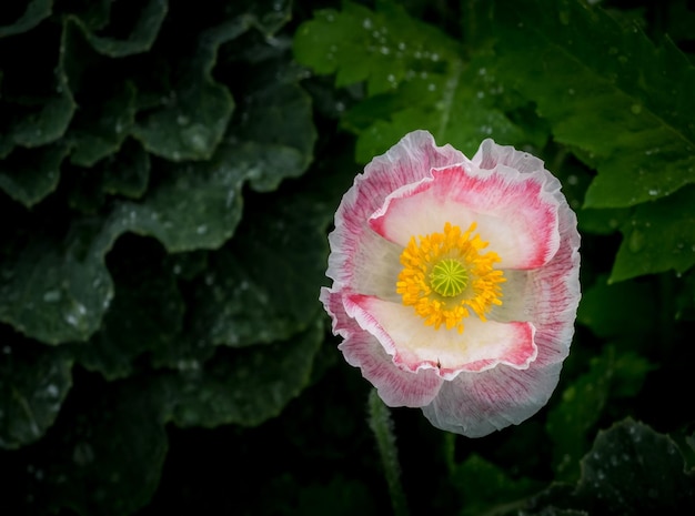 Foto poppy bloemen in de tuin, ochtend tijd en bloem achtergrond, vintage toon.