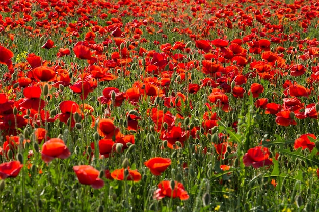 Photo poppy blooming in field