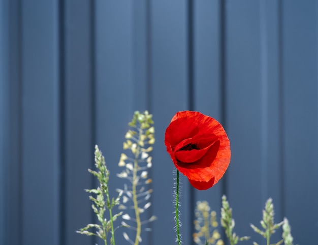 Photo poppy blooming in spring.