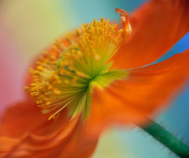 Poppy blossom detail papaver spec